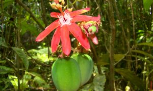 Serviço Florestal Brasileiro: Concurso para 25 vagas autorizado