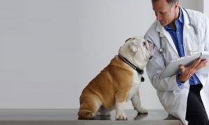 Conselho Regional de Medicina Veterinária/MG: Concurso aberto para 5 vagas!