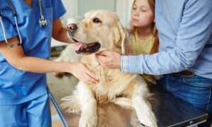 Edital CRMV RN: inscrições até amanhã!