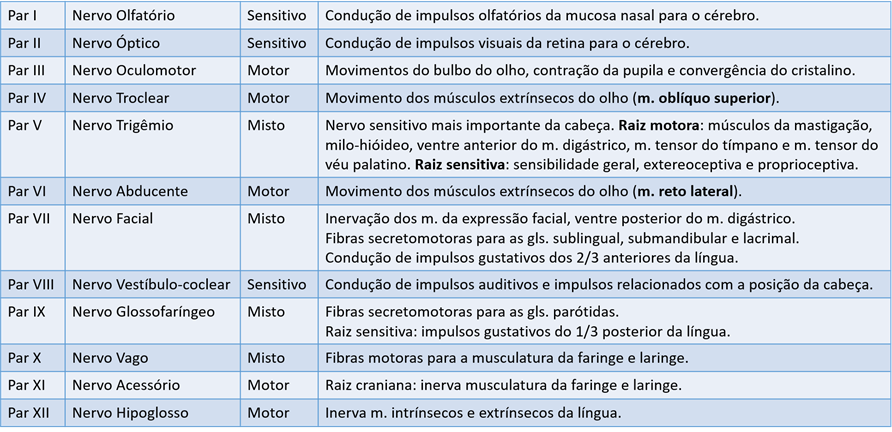 Mandíbula / Maxila c/ Ramif. c/ Fossa Articular