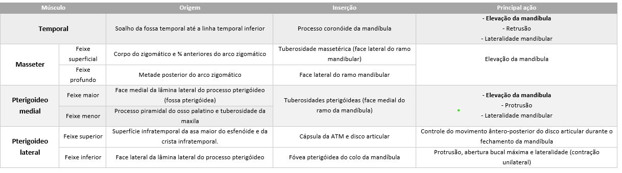 Mandíbula / Maxila c/ Ramif. c/ Fossa Articular