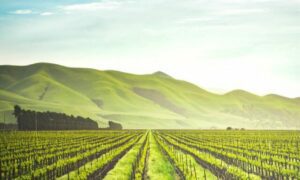 Concurso MAPA tem edital publicado. Confira!