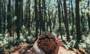 Concursos Sul 2022: Confira as previsões!